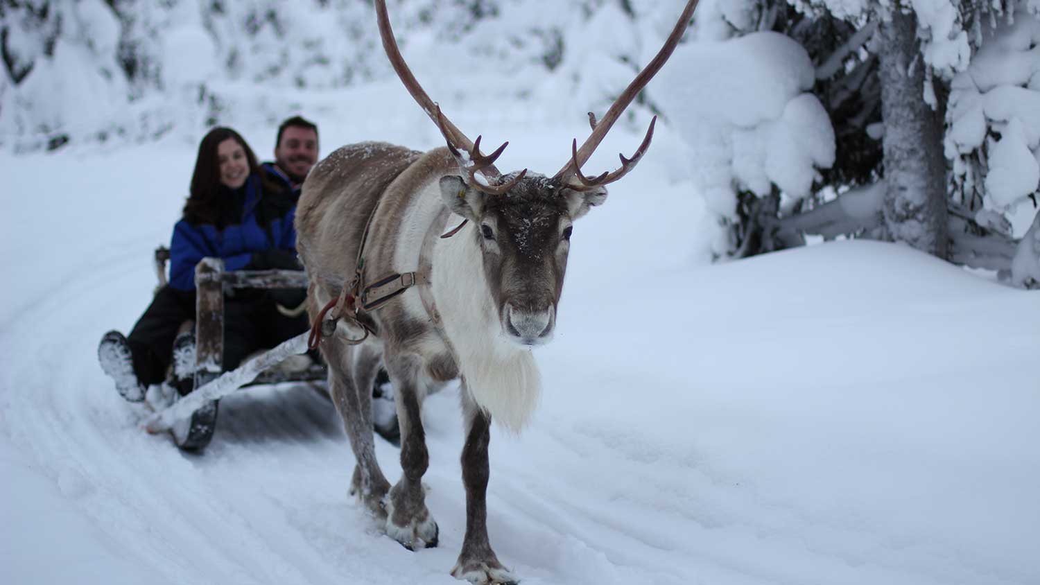Bezoek aan een rendierenfarm