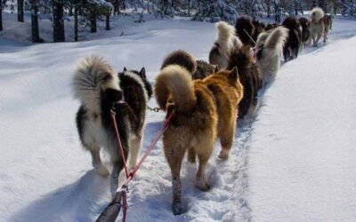Husky sledetocht