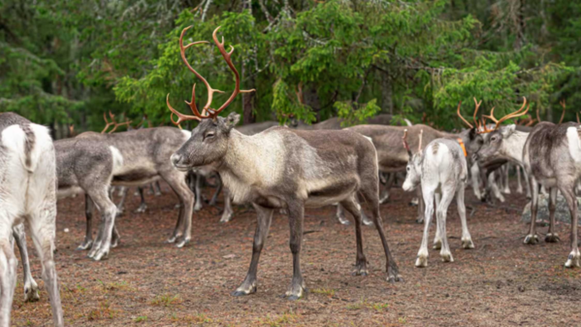 Bezoek aan een rendierenfarm